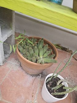Cactus
