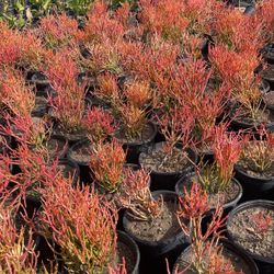 Orange Pinkish Plants 