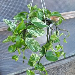 Marble Queen Pothos Plant 8" Pot