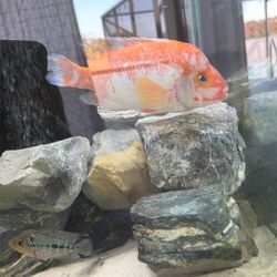 125 Gallons Fish tank  Stand , Filters  Decorations 