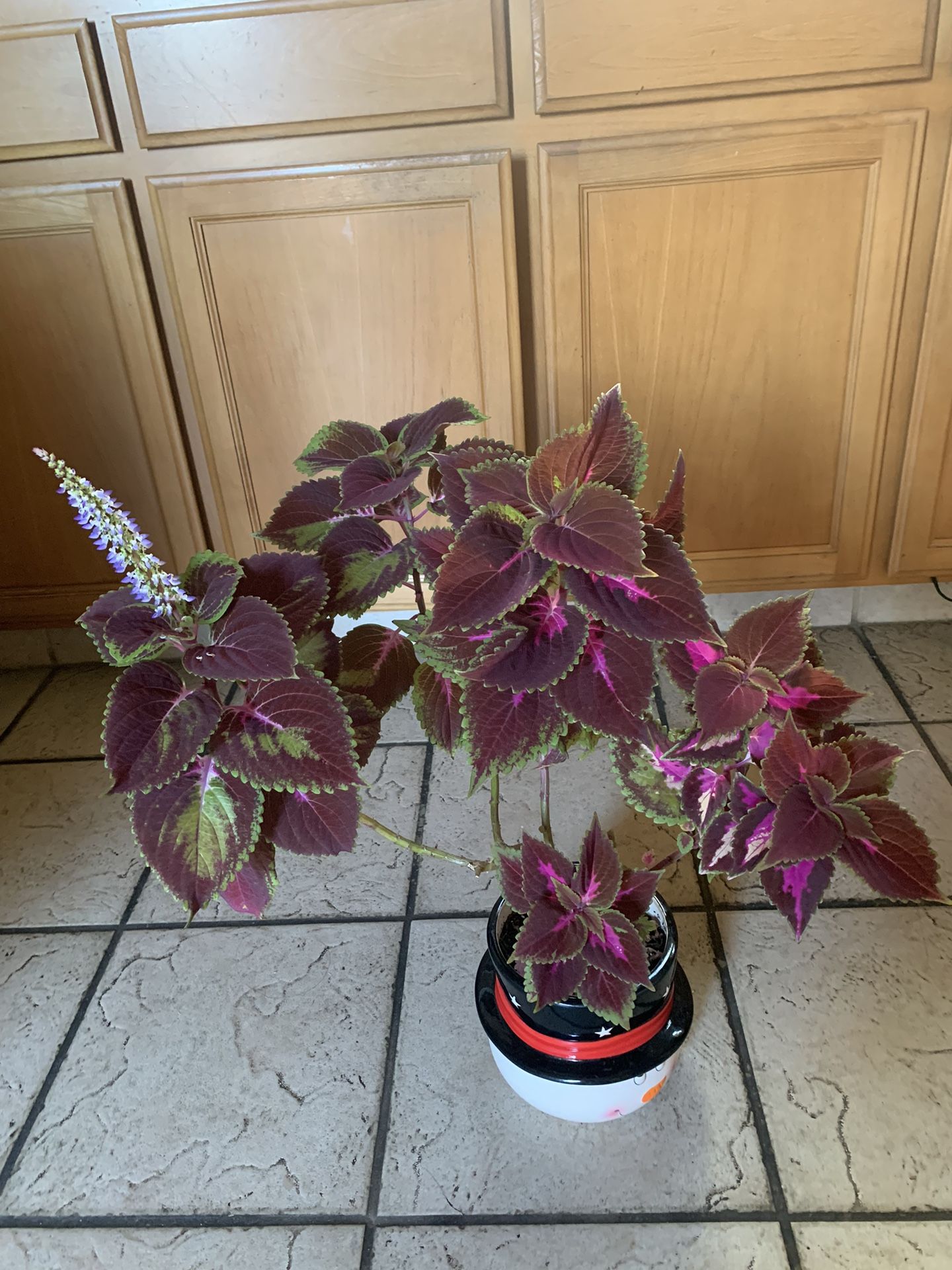 Beautiful Coleus Blooming It’s In Ceramic Snow Man Pot