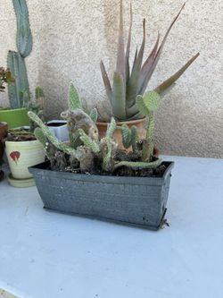 Planter / Plant / Pot