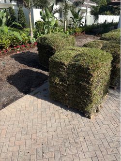 Sod, grass