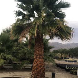 Palm Tree For Sale