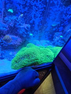Big green star polyp rock