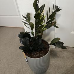 ZZ Plant