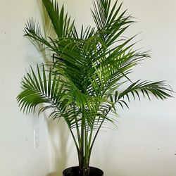 Beautiful Majestic Palm Plant. Free Delivery In DC!