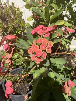 Corona De Cristo Flor Grande  Esta Plantada En Un Galon