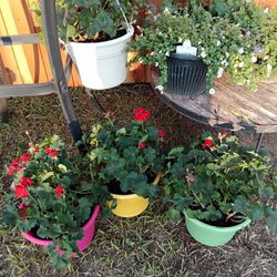 Geraniums, 10" Hanging &  6 " Regular Pots