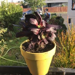 Todos Los Días Vendo Plantas Diferentes En Las Tardes 4 Pm A 9 Pm