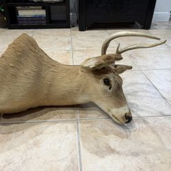 Mounted Deer Head - Great Condition