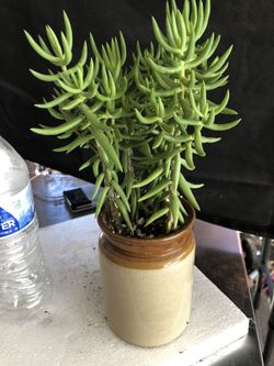 Succulent 