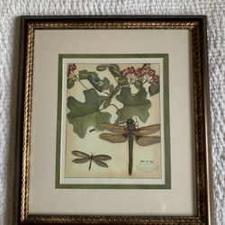 Dragonfly Framed Picture 