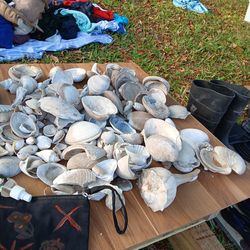 Alot of sea shells make me a offer