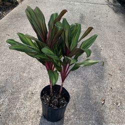 Cordyline Harlequin Plant 