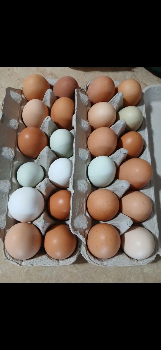 Farm Fresh Eggs Huevo Fresco