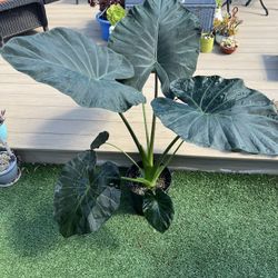 Very large Alocasia Regal shield, live Plant in a 10” nursery pot. ✔️ profile for more 🪴