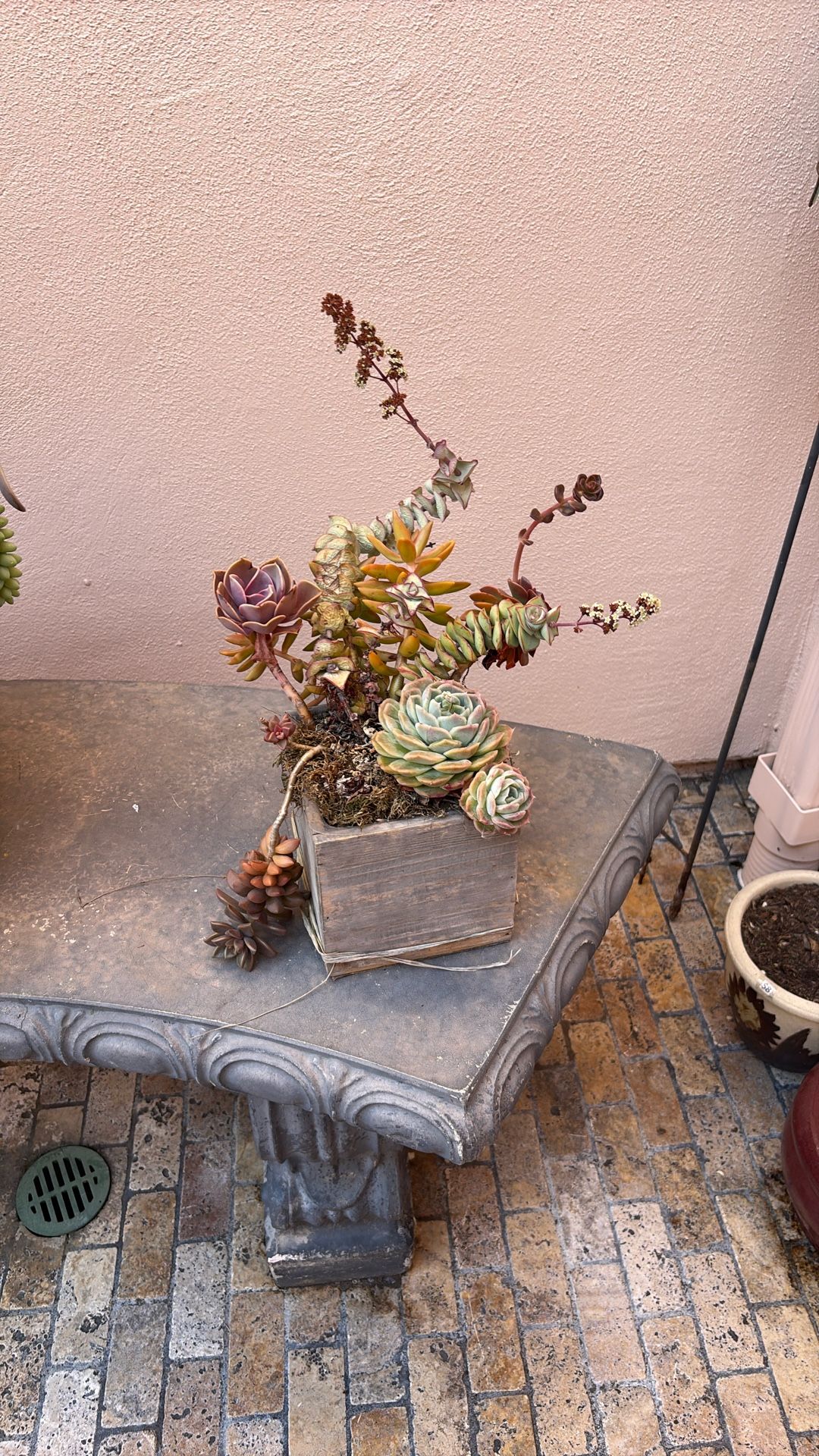 Unique Succulents