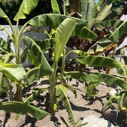 Bananas Y