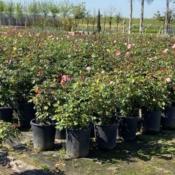 Roses Bush  And Patio Tree For Sale /////Rosales En Venta 