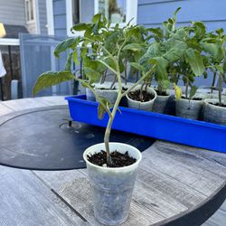 Heirloom Brandywine Tomato Plants 