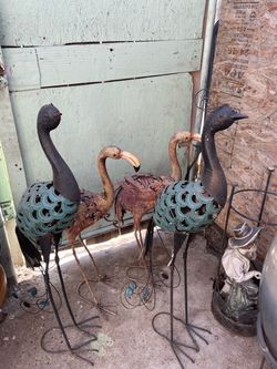 Flamingos