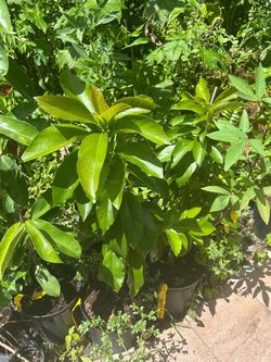 Fruit trees: mango, avocados , soursop, habaneros