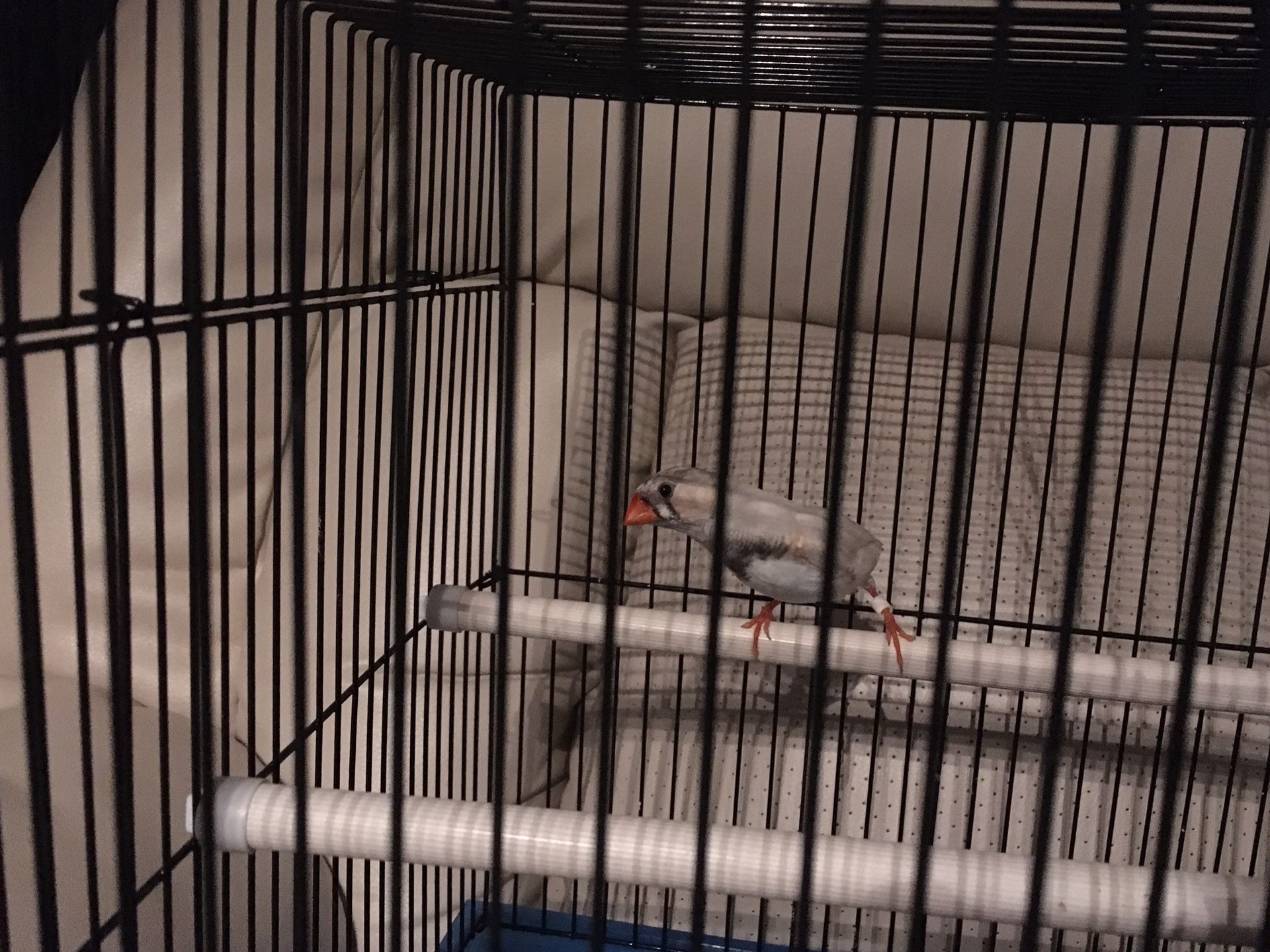 Zebra finch with cage