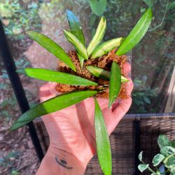 Hoya Wayettii & Wayettii Variegata 