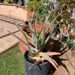 Aloe Vera Succulent