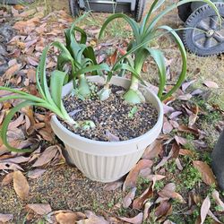 Pregnant onion plant