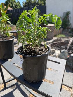 Black Krim Tomato Plant in 1-Gallon Pot – Garden Ready!