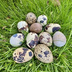 18 Jumbo Coturnix Quail Eggs Fertilized For Hatching