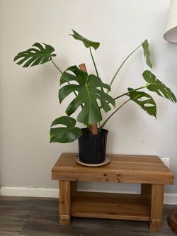Healthy Monstera Deliciosa