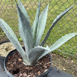 Blue Agave - 7gl