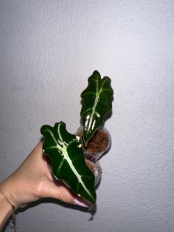Alocasia Nobilis