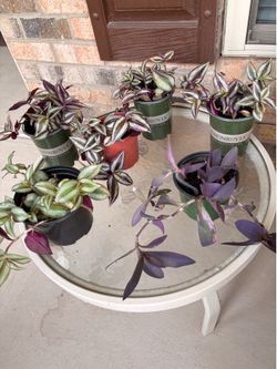 HousePlants: wandering Jew, purple Heart, Cactus
