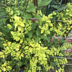 Ligustrum Sunshine Shrub 1 Extra Large 3 Gallon Plant | Lustrous Garden Shrub