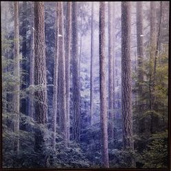 LARGE Face-mounted Forest Photograph By Chris Jordan 