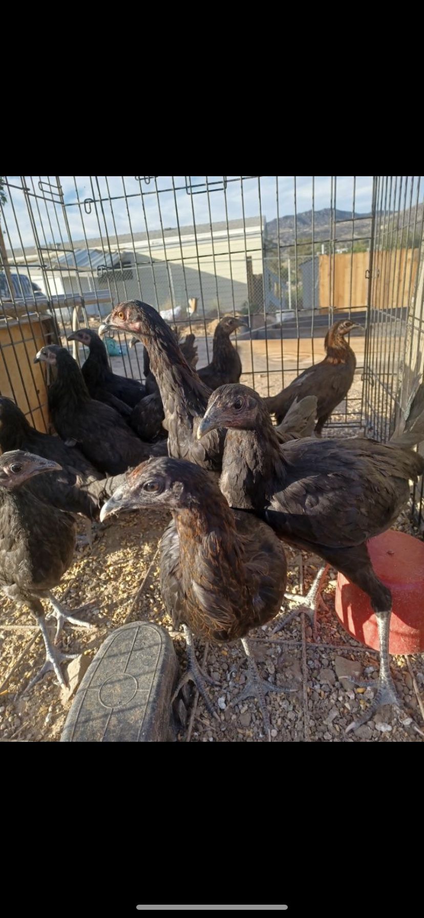 Gallos for Sale in Homeland, CA OfferUp