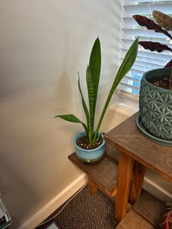 Snake plant with pot