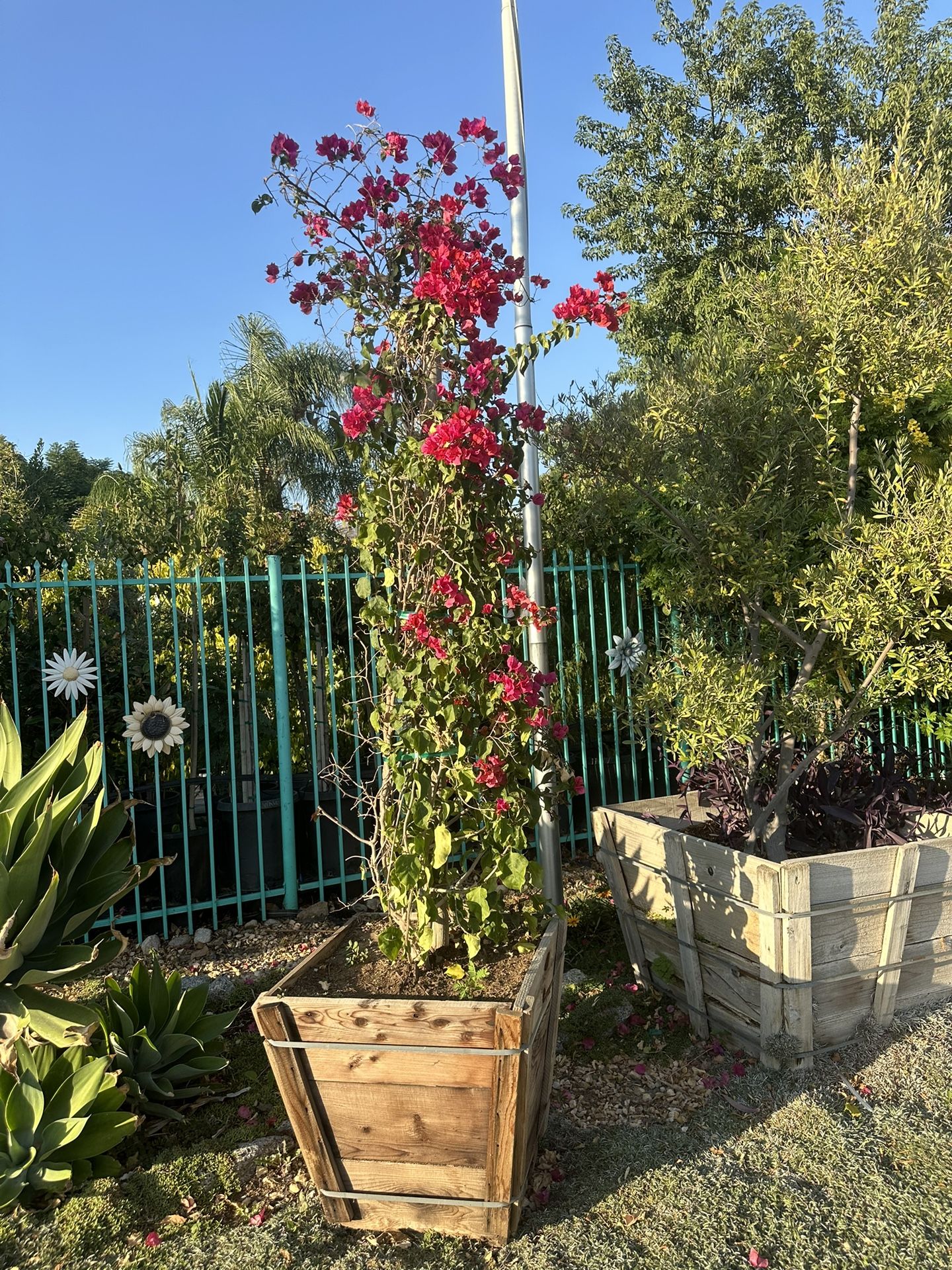 Bougainvillea 24”box Home & Garden