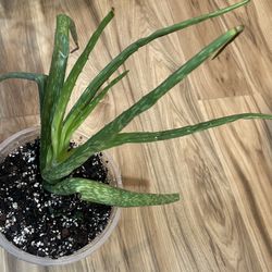 Aloe Plants