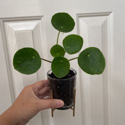 Beautiful Pilea Plant With Cute Pot