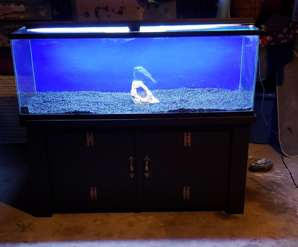 60 gallon aquarium