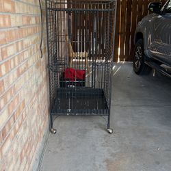 Bird Cage