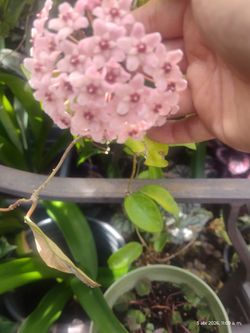 Oya Plant Bluming. 2 Gallon Pot