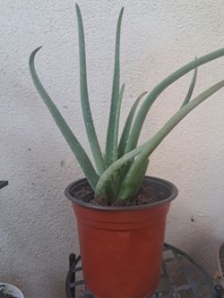 SAVILA / ALOE VERA