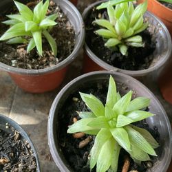 Cactus and Succulent’s 🌵