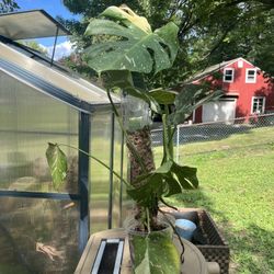 Monstera Thai Constellation With moss Pole 